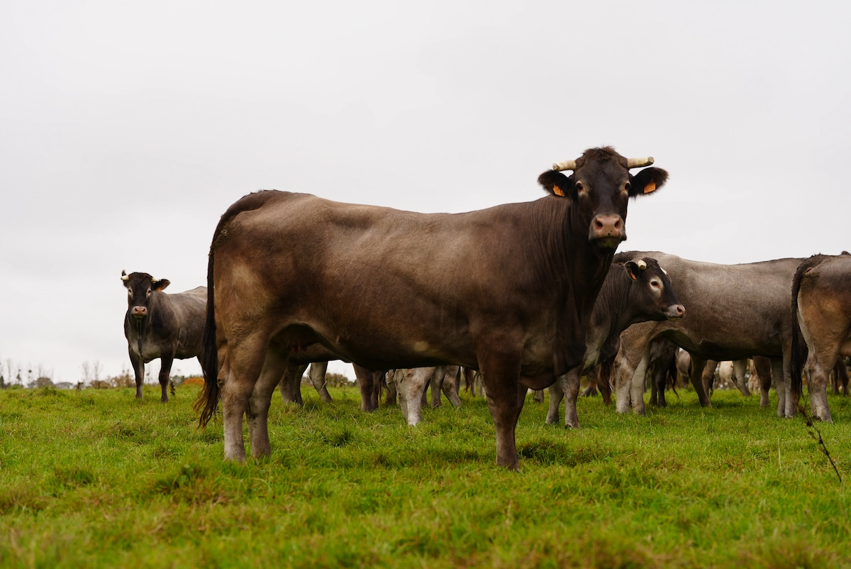 Vache Bazadaise de l'élevage Toi Joly