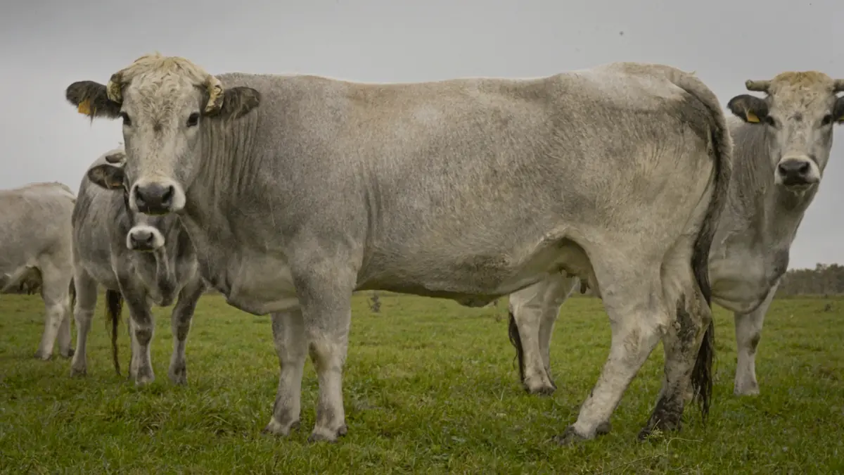 Vache Takumi bio de la ferme Le Bon Friche