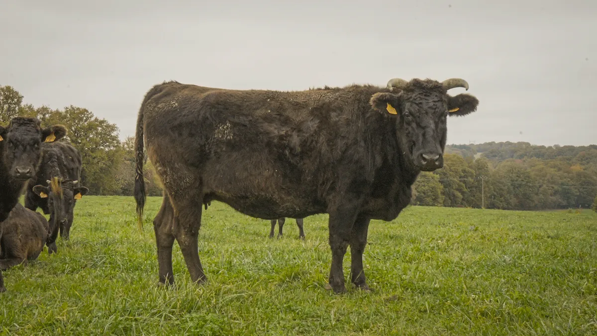Vache Wagyu Miyabi élevée en Ille-et-Vilaine